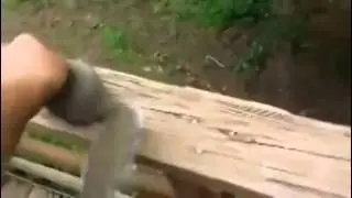 Brave squirrel // Смелая белка
