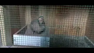 кабки Гарм Kekliik чорни бумер 