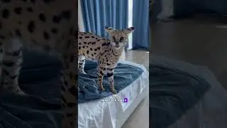 хищные игры с милым сосунком! Любимые, не забывайте на нас подписываться🦄 интересно, а где Семен!?