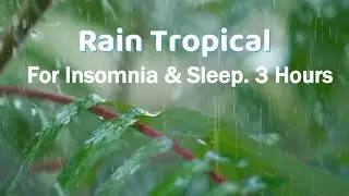 Rain Tropical to Repeat Loop the Video in settings. For Sleep, Study, Relax 👉Better Quality |KCE