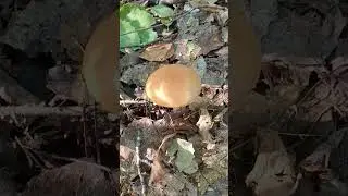 Подберезовичек
