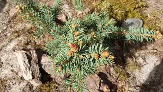 Garden Review 2021# Conifers, mountain pines, willows