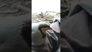 горная Куропатка Кеклик 2024