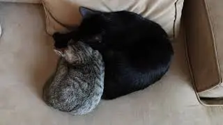 Exotic cats cuddling and cleaning