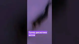 Супер дискотека котов 