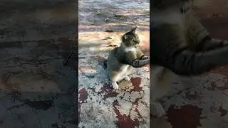 kucing mengeong marah 