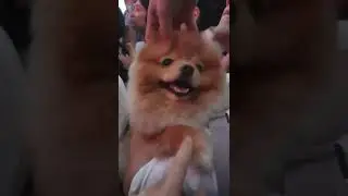 Küçük Sevimli Yavru Köpek Konserde