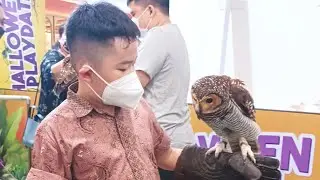 Halloween Pakuwon Trade Center || Foto dan video bersama burung hantu