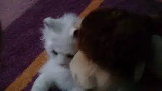 Парочка кот и обезьяна