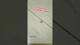 BINATANG PEMBUNUH MANUSIA TERBANYAK