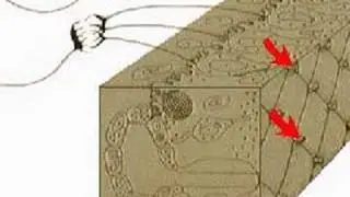 How the Body Works : The Olfactory Membrane