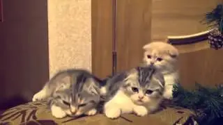 чудо котики