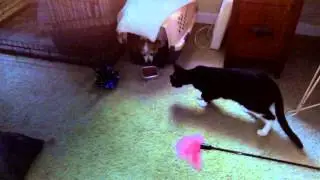 Demonic Chihuahua Terrier defending food