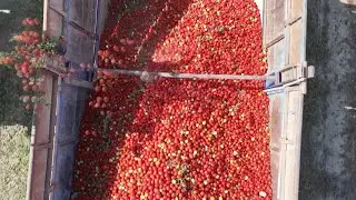 Xinjiang Mechanical harvesting of tomatoes for a bumper harvest