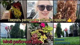 Мой рабочий день садовником. Туи, гейхеры, барбарисы. ландшафтный дизайн. Сад.