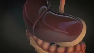 The Human Heart Can Squirt Blood Up To 30 Feet