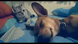 ХРАПЯЩАЯ СОБАКА МЕШАЕТ КОТИКУ