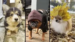 Funny and cute DOGS🐶Videos🔶 Сompilation  # 15🔶