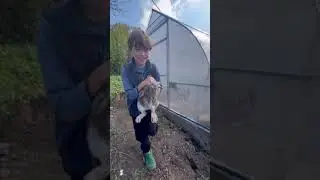 Многодетные из Октябрьского мечтают о курятнике и второй теплице