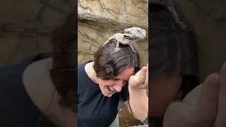 This Frill Dragon didn’t want to leave the top of my head😅