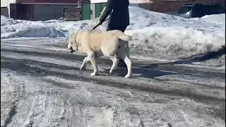 Альянс звезд Верба, 2 года.