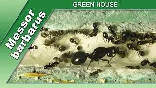 Messor barbarus - Green House