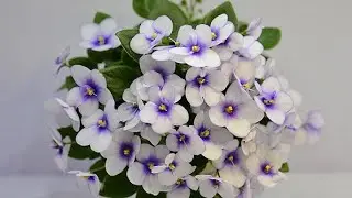Фиалки. Рассажмваю листья с детками. отладка детки от листа.