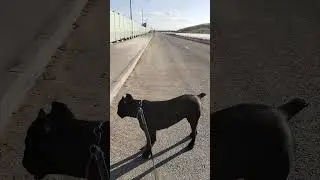 Кане Корсо и Козы! 🔥🧨😀🫢