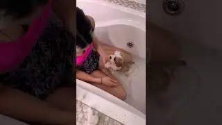 Primeiro banho da nossa cachorrinha
