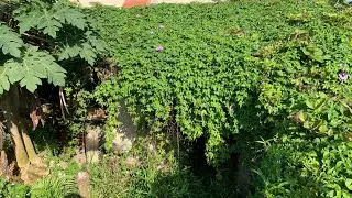 Here's how to magically transform a super dirty house covered in weeds and trash into a clean one