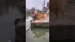 Спасение рыбки, пёс молодец.