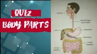 Human body parts quiz | my body quiz | class 4 | DAV | my living world