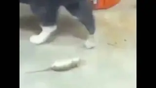 Кошки Мышки Смешное Видео #кошки
