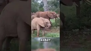 Uncontrollable trunk