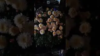 мои фризантемочки 19.10.2021 года