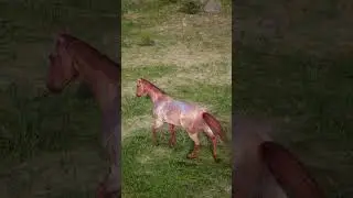 DELETED Horses From Red Dead Redemption 2 | RDR2