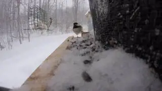 Winter Birds