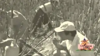 Chupa-se a cana (Cachaços da Junta)