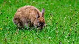 hare free use and no copyright to subscriber