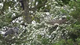 Two Grey Heron nests