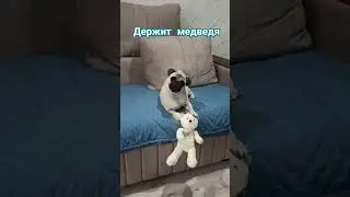 #собака #забавные #животные #собаки #мопс