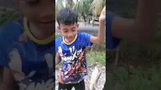 mancing puyu strike haruan | #shorts