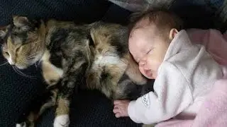 Самый умный Кот в Мире! Качает младенца! / The cleverest Kot in the World! Swings the baby!