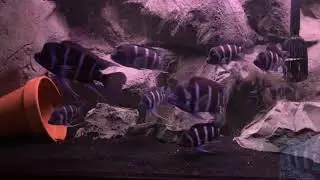 Frontosa Update!