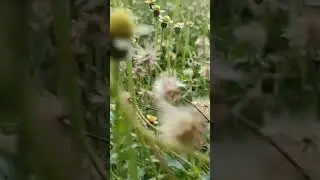 apaan sih nama bunganya?