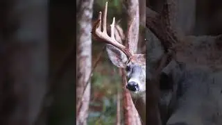 Don’t aim at a Deer the same way you aim at a target. #whitetailhabitat #bowhunting