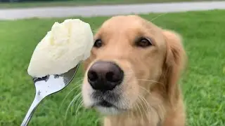 12 Human Foods Golden Retrievers Love To Eat
