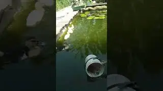 minti berenang 