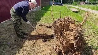 Боремся с травой, выдираем корни деревьев.  РАБОТАЕМ! We fight the grass, pull out tree roots.