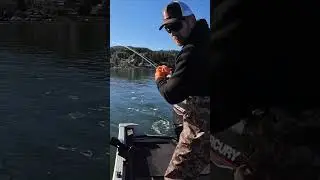 WILD SALMON in the Net! #fishing